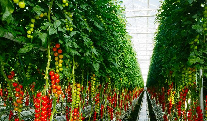 綠色示范工廠，主要為了生產和科研