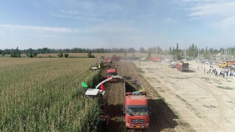 青儲玉米，從種到收實現(xiàn)了全程機(jī)械化