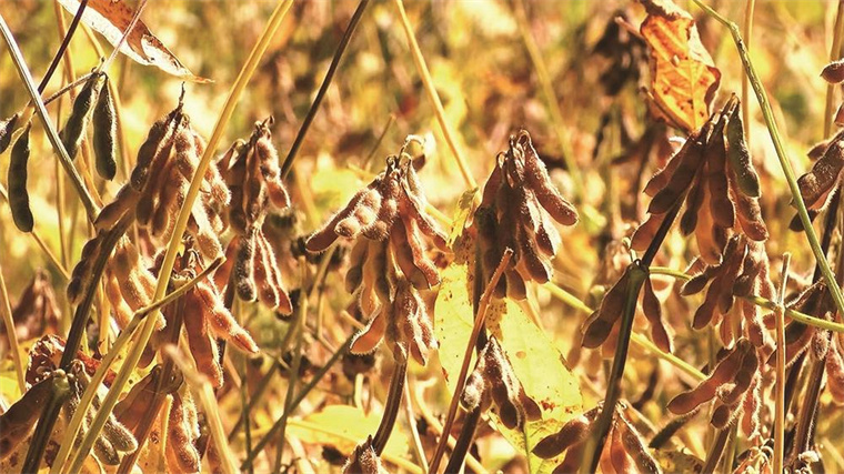 引入智能設備，擴大種豆范圍，增大農民收益