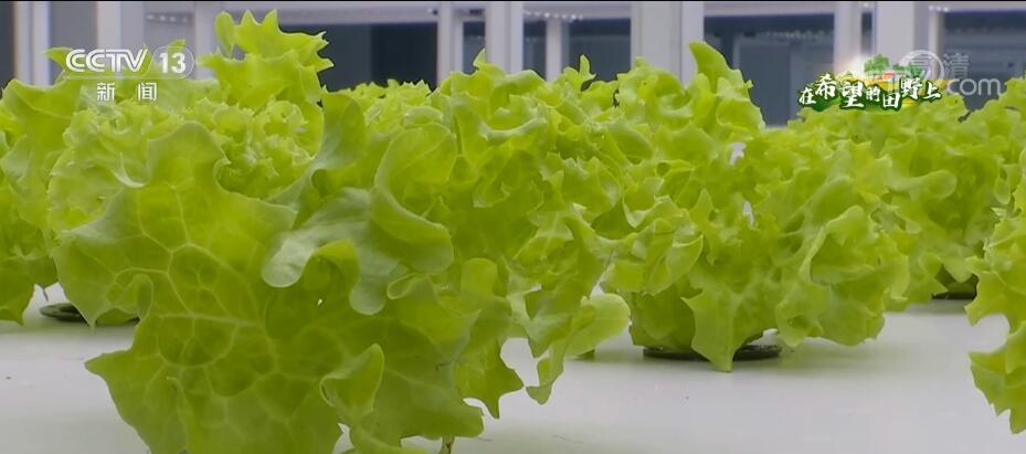 金秋時節(jié)，在江蘇南通通州區(qū)的智慧農(nóng)業(yè)基地內(nèi)，一批生菜和油麥菜迎來了收獲。 江蘇南通通州區(qū)的智慧農(nóng)業(yè)基地 它們不需要土壤，一臺電腦、一部手機(jī)就能控制生長，打破了傳統(tǒng)“靠天吃飯”的種植模式，進(jìn)一步助農(nóng)增產(chǎn)增收。 走進(jìn)干凈整潔的人工光種植區(qū)，一棵棵鮮嫩的生菜在LED燈的照射下長勢正旺，成熟后的生菜通過冷鏈物流直接運(yùn)輸?shù)疆?dāng)?shù)?2家大型超市。 無土栽培的蔬菜潔凈度、整齊度非常高，損耗較一般種植降低40% 在這個植物工廠中，智能溫室達(dá)4500多平方米，管理人員通過電腦和手機(jī)可以隨時遠(yuǎn)程操控溫度、濕度、光照等數(shù)值。不僅減少了勞動力，而且這種無土栽培的蔬菜潔凈度、整齊度非常高，損耗較一般種植降低40%。整個植物工廠年產(chǎn)蔬菜達(dá)到120噸，是普通蔬菜種植效益的8到20倍。
