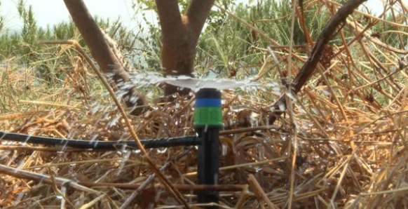 為了應對特大旱情，智能水肥一體化讓油茶基地灌溉更合理