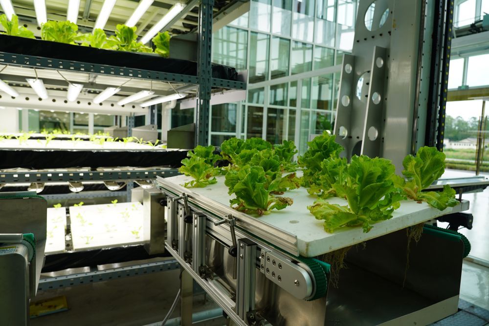 9月20日，在成都市新津區(qū)的中國(guó)農(nóng)科院立體農(nóng)場(chǎng)，種植機(jī)器人在搬運(yùn)生菜定植板。