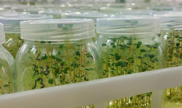 定邊縣科發馬鈴薯良種有限責任公司培育的17萬畝馬鈴薯帶著綠油油的秧，鉚足勁生長