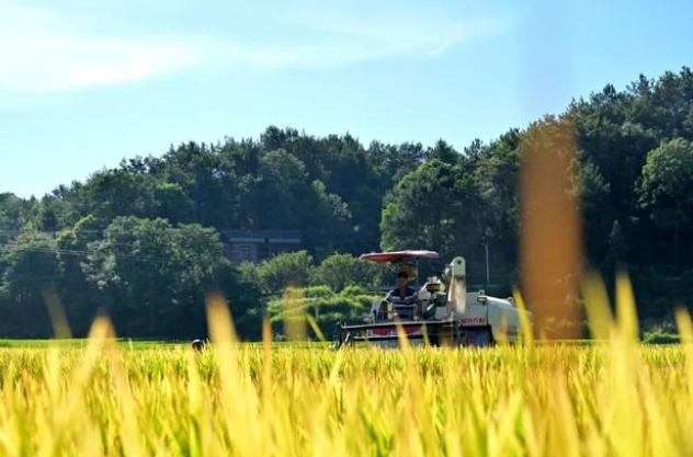 南縣依托優勢資源和高標準農田建設，大力發展稻蝦優勢特色產業