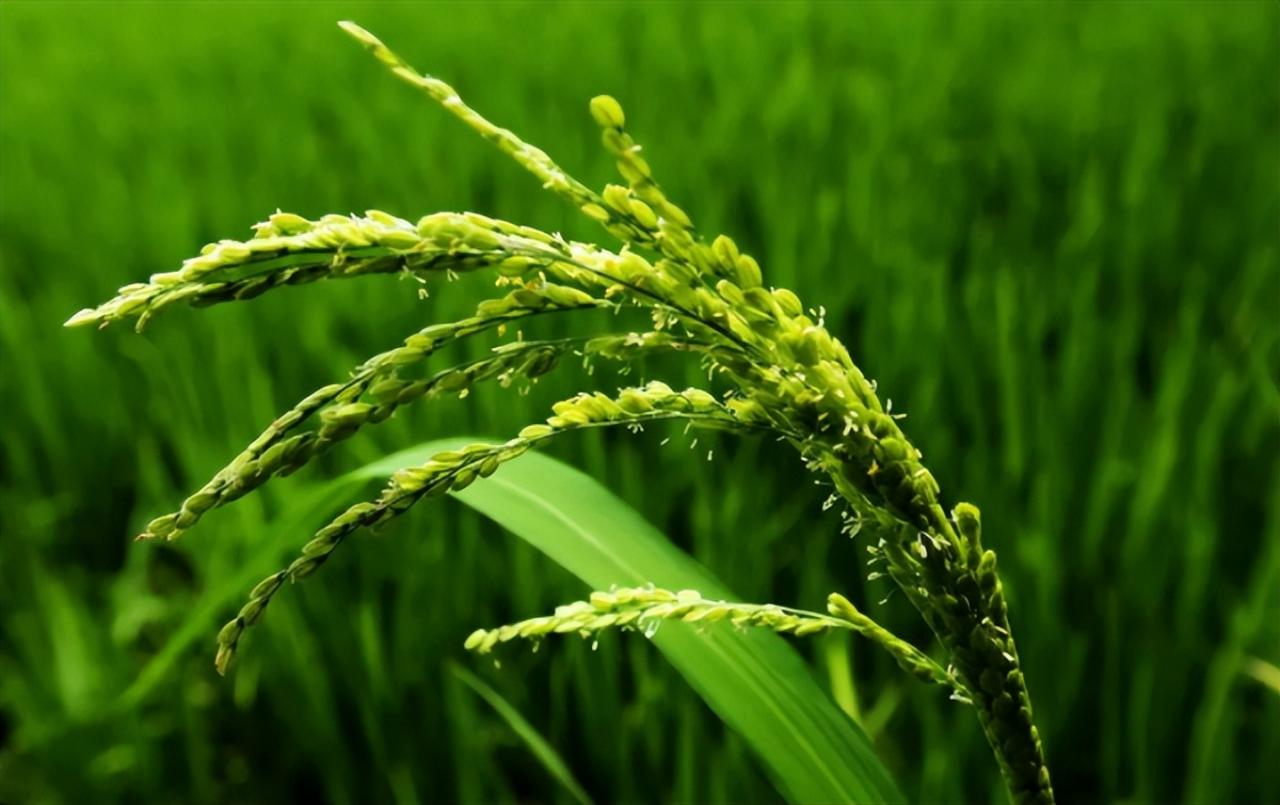 一望無邊稻穗蓬，碧波滾滾蕩秋風