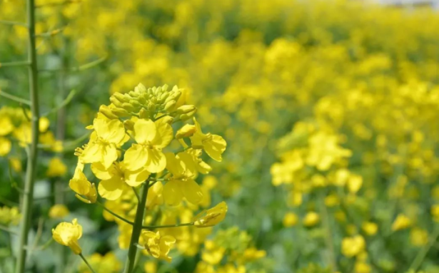 發展觀光旅游，帶動菜籽油、油菜薹、油菜蜂蜜、油菜花粉等產業
