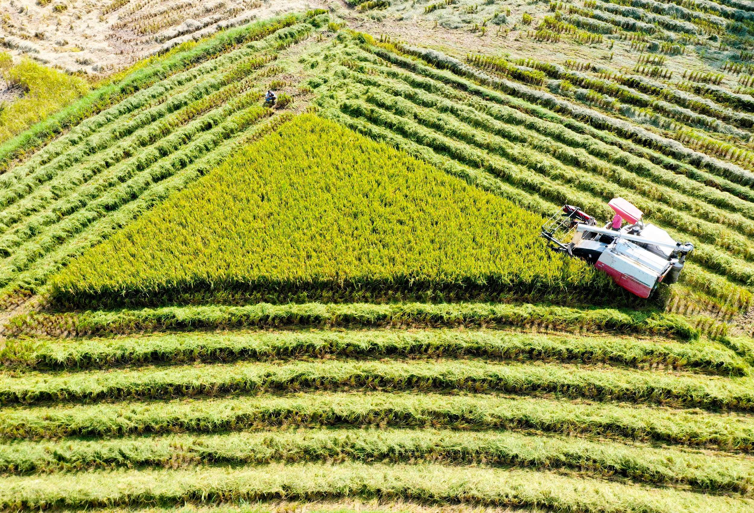 無人農場收稻忙