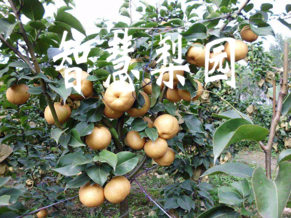 碭山：“智慧梨園”里看鄉村振興美景