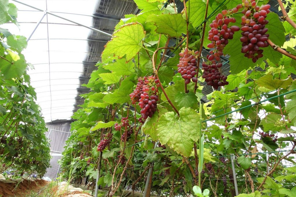 大棚葡萄栽培的防寒抗凍管理要點(diǎn)