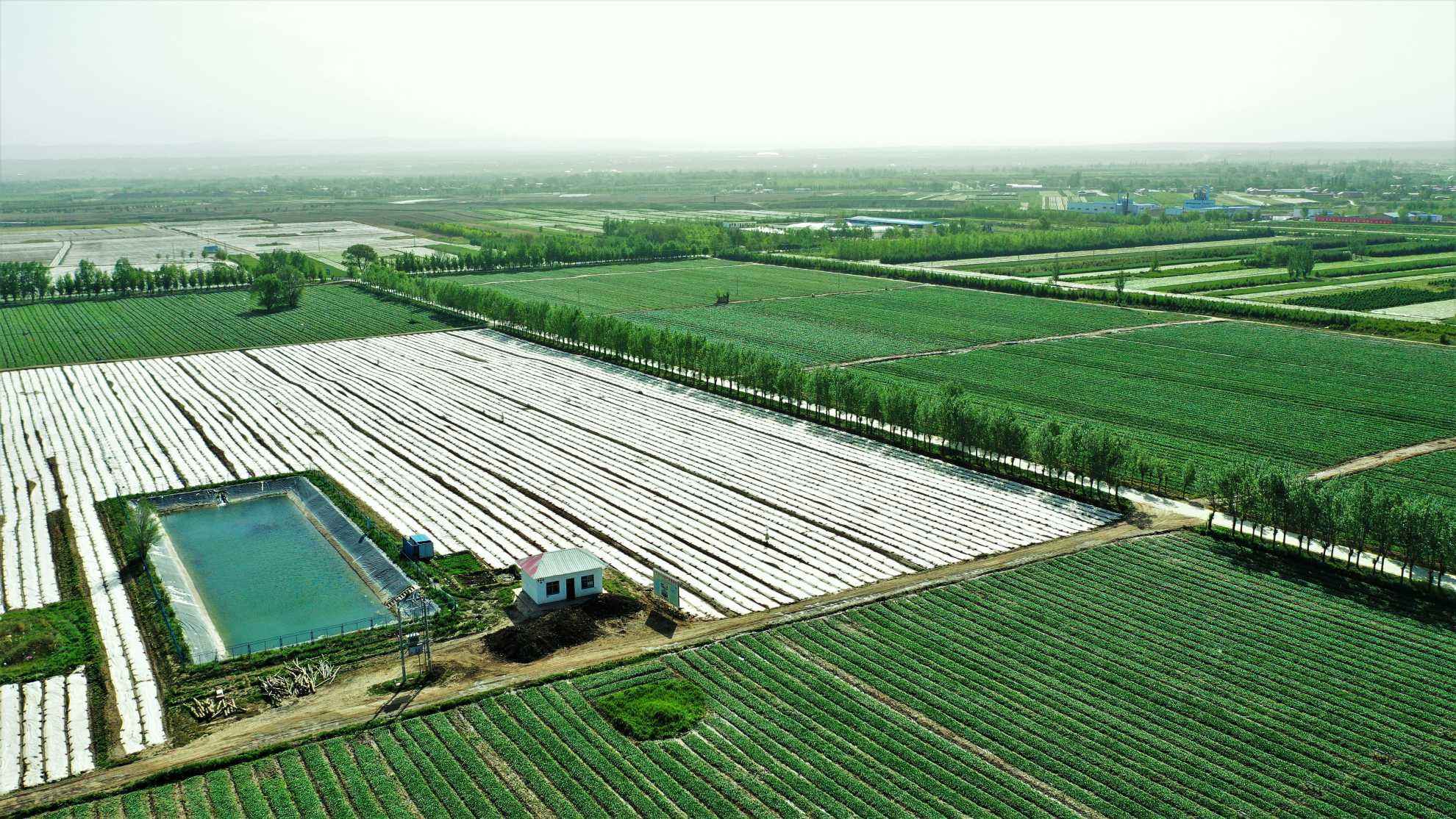 河北張家口設(shè)施蔬菜種植帶火鄉(xiāng)村發(fā)展、帶旺群眾生活