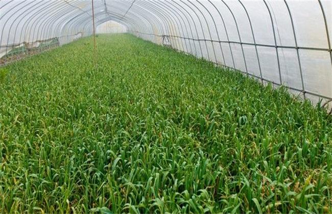 冬春季有機(jī)大棚種植蒜苗的措施