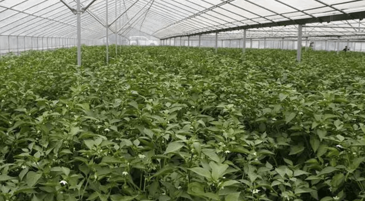 蔬菜產業規模化