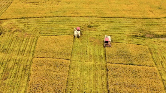 鄉(xiāng)村產(chǎn)業(yè)振興