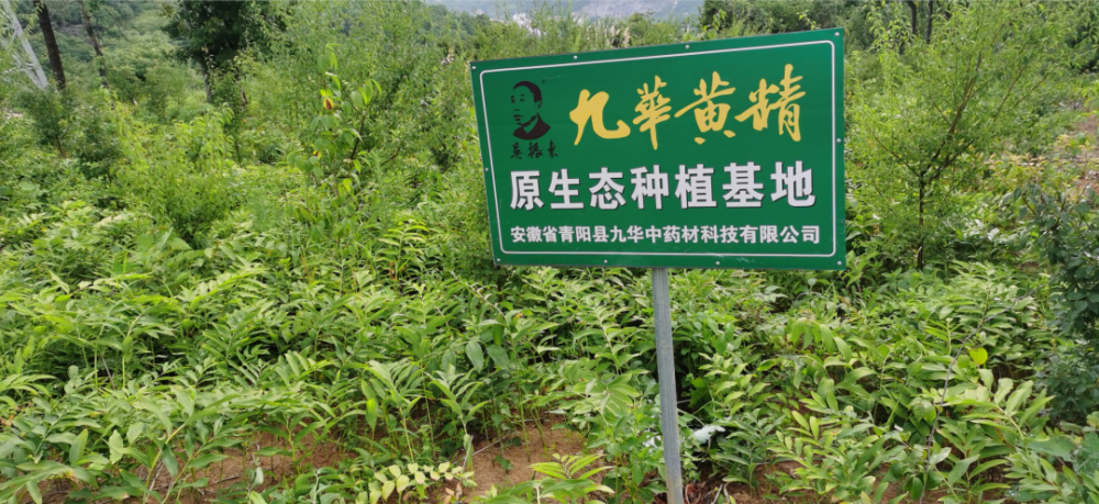 九華黃精產(chǎn)業(yè)研究院