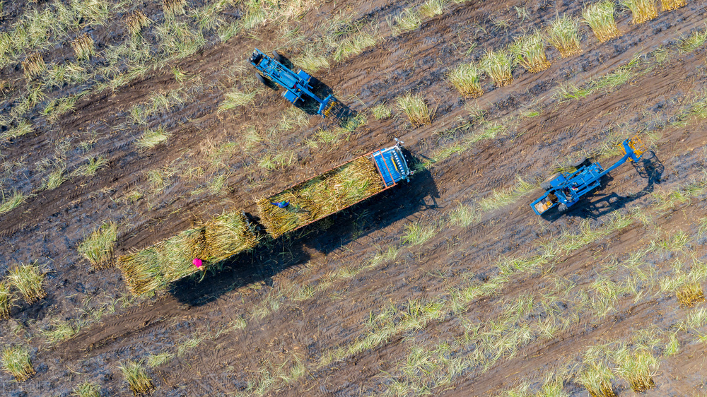 甘蔗耕種收綜合機(jī)械化