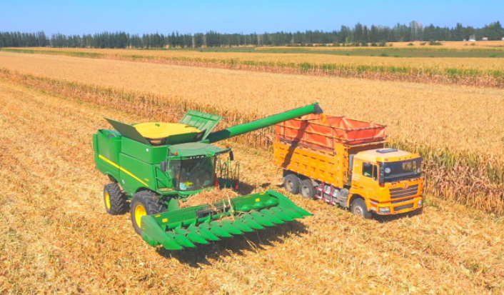 烏蘇市哈圖布呼鎮(zhèn)農(nóng)民駕駛玉米收割機(jī)進(jìn)行玉米收割