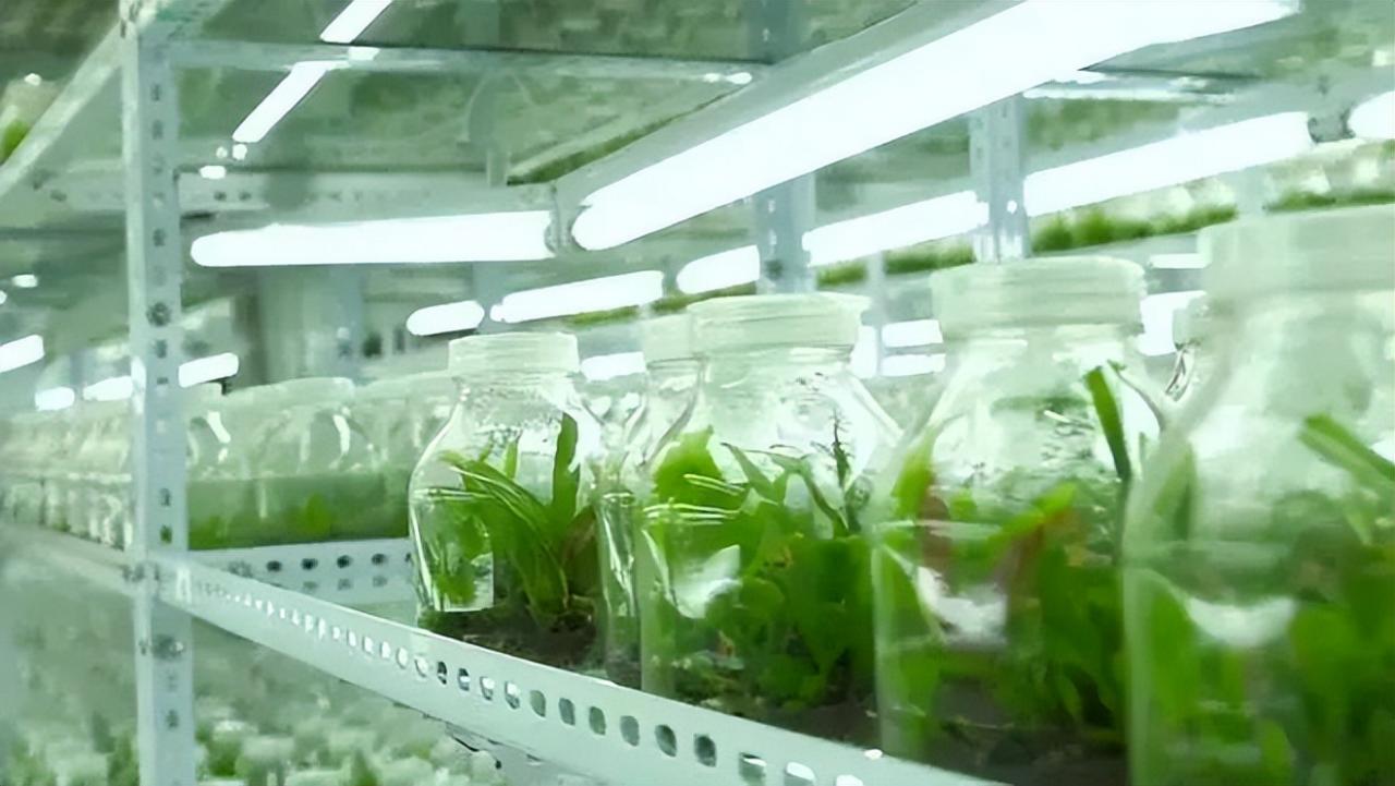 利用合成生物學自主固氮，減少農業化肥使用