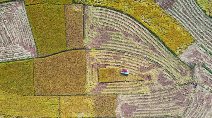 收割機在田間作業