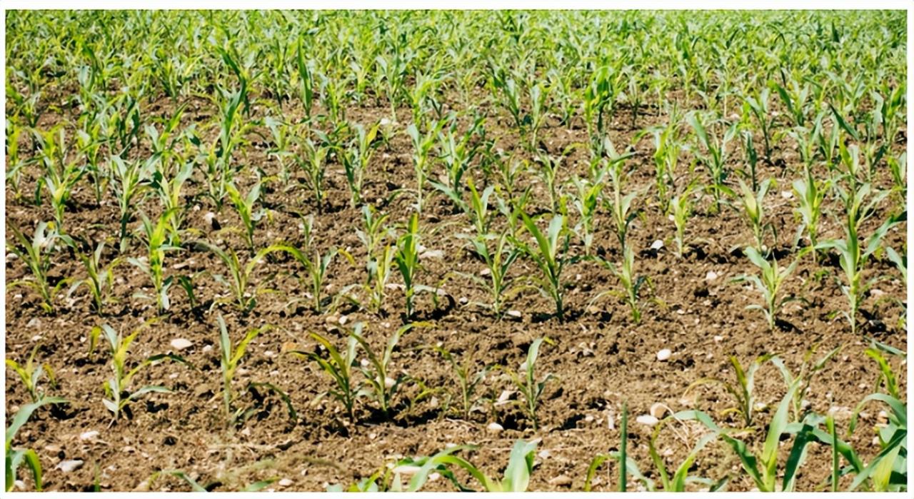 基于物聯(lián)網(wǎng)的可持續(xù)精準(zhǔn)農(nóng)業(yè)施肥管理