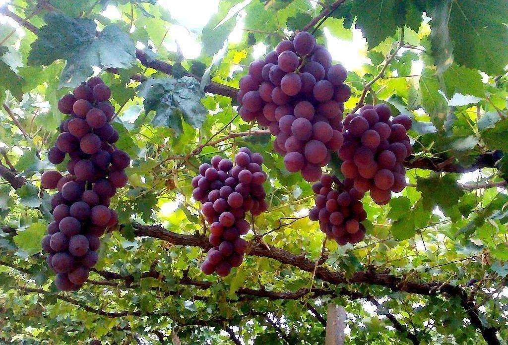 聚英云農解析：葡萄為何會落花落果