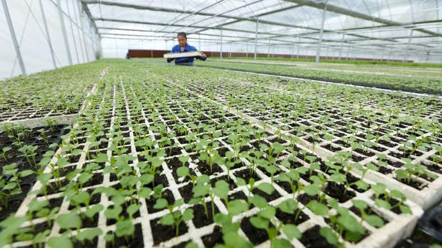 大棚蔬菜育苗的四大關