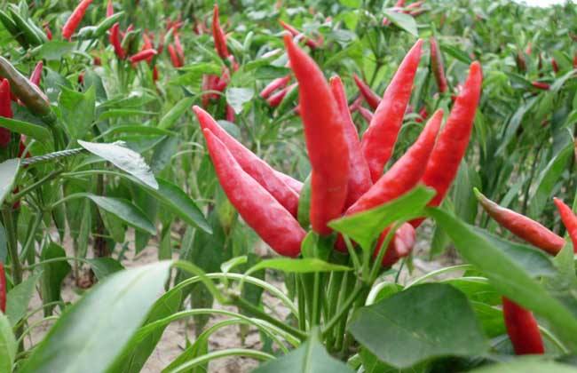 辣椒一畝地產量多少