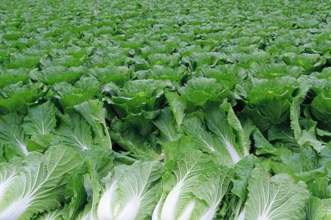 夏白菜種植技術要點