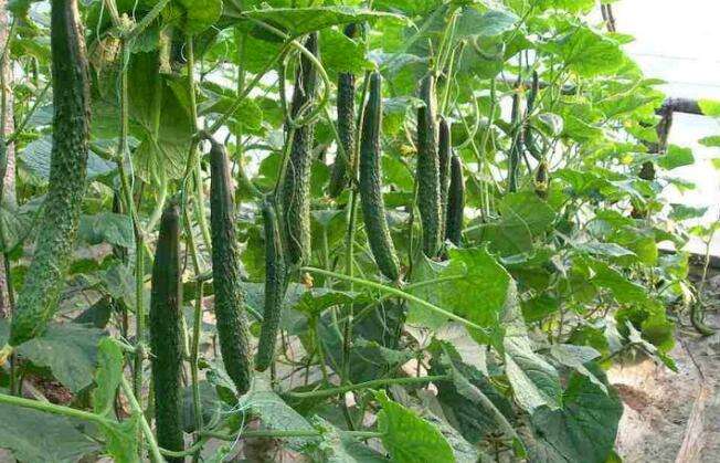 大棚黃瓜增產要領