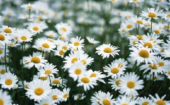 雛菊種植管理的注意事項