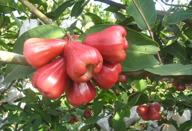 種植蓮霧的新技術