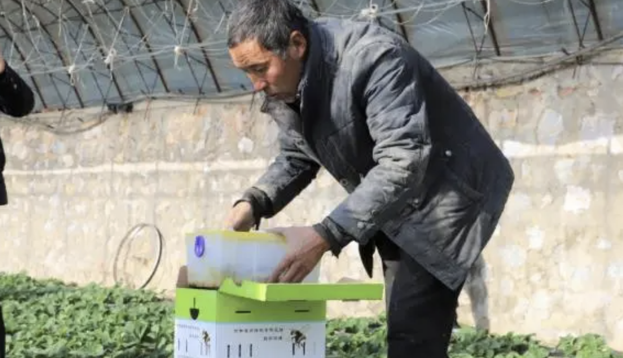 蜜蜂是“農(nóng)業(yè)之翼”,是 “綠色使者”