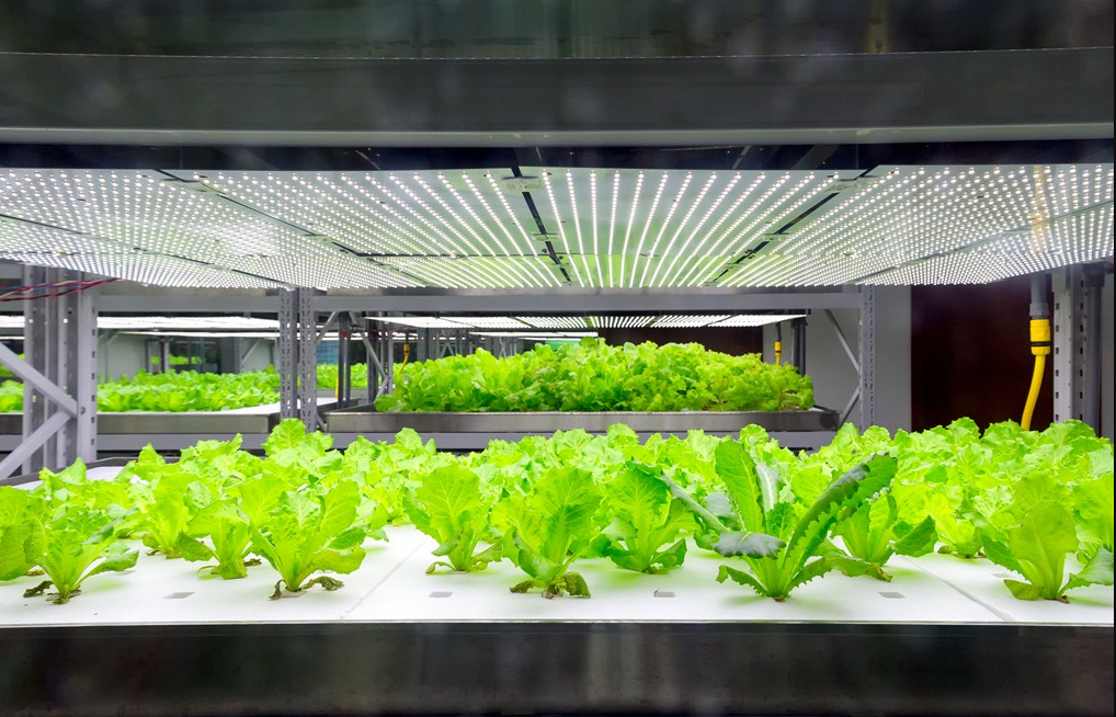 農業(yè)中的物聯網