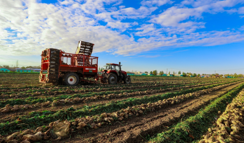 呼圖壁縣園戶村鎮(zhèn)北園社區(qū)甜菜地里，種植戶駕駛大型農(nóng)機(jī)收獲甜菜