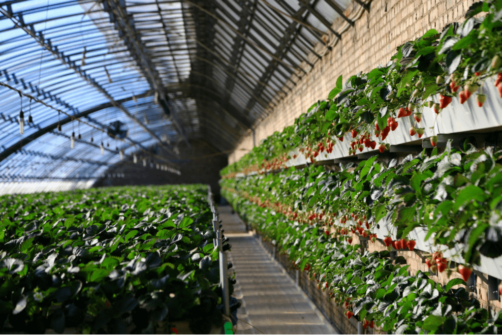 百旺農業種植園