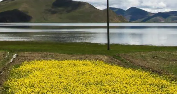 桂林龍勝偉江鄉(xiāng)南山水庫的一處油菜花田