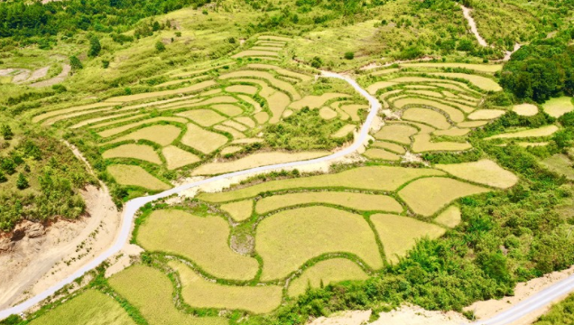 高標準農田建設