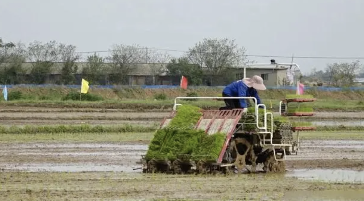 水稻機(jī)械化