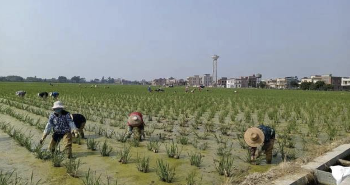 湛江廉江市開展茭白冬種生產(chǎn)