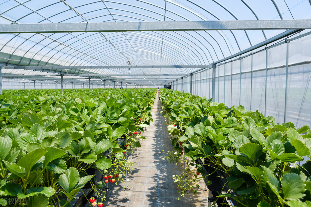 智能溫室大棚