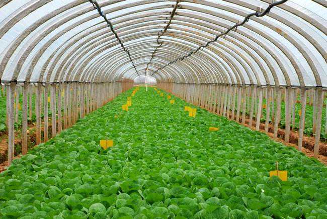 高溫時節大棚蔬菜的養根措施