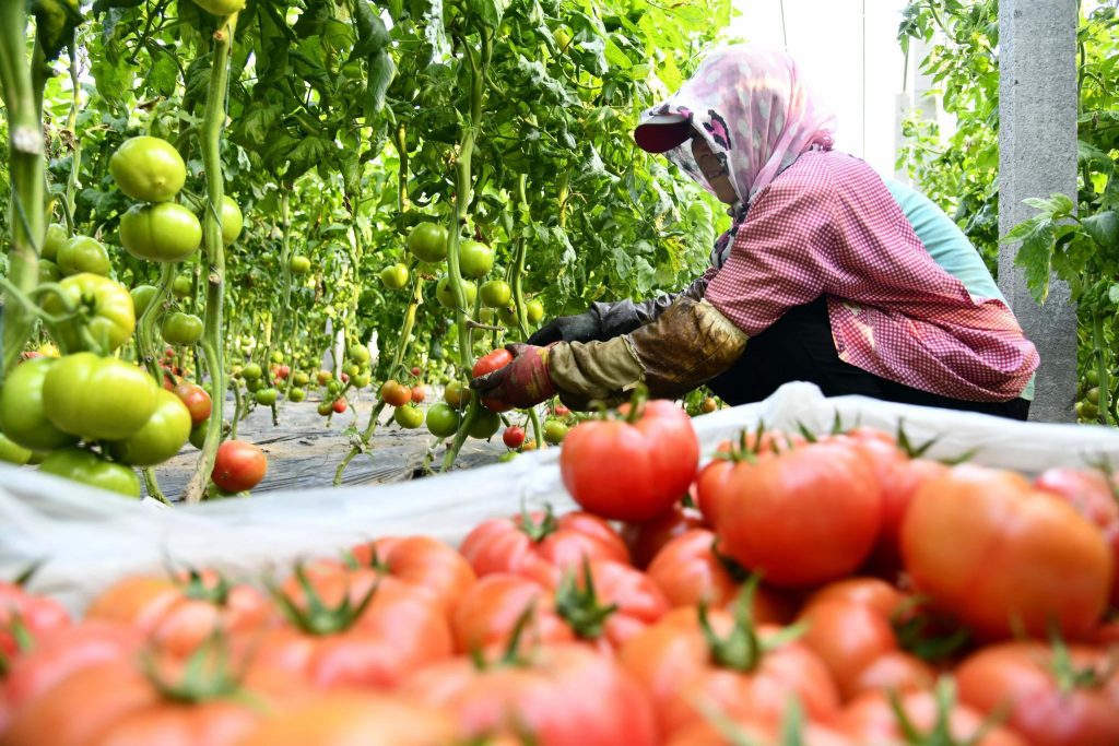 黑龍江雞西市多渠道促農增收