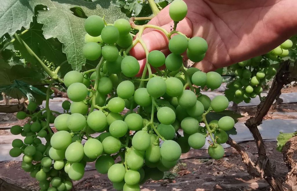 葡萄果實(shí)膨大期