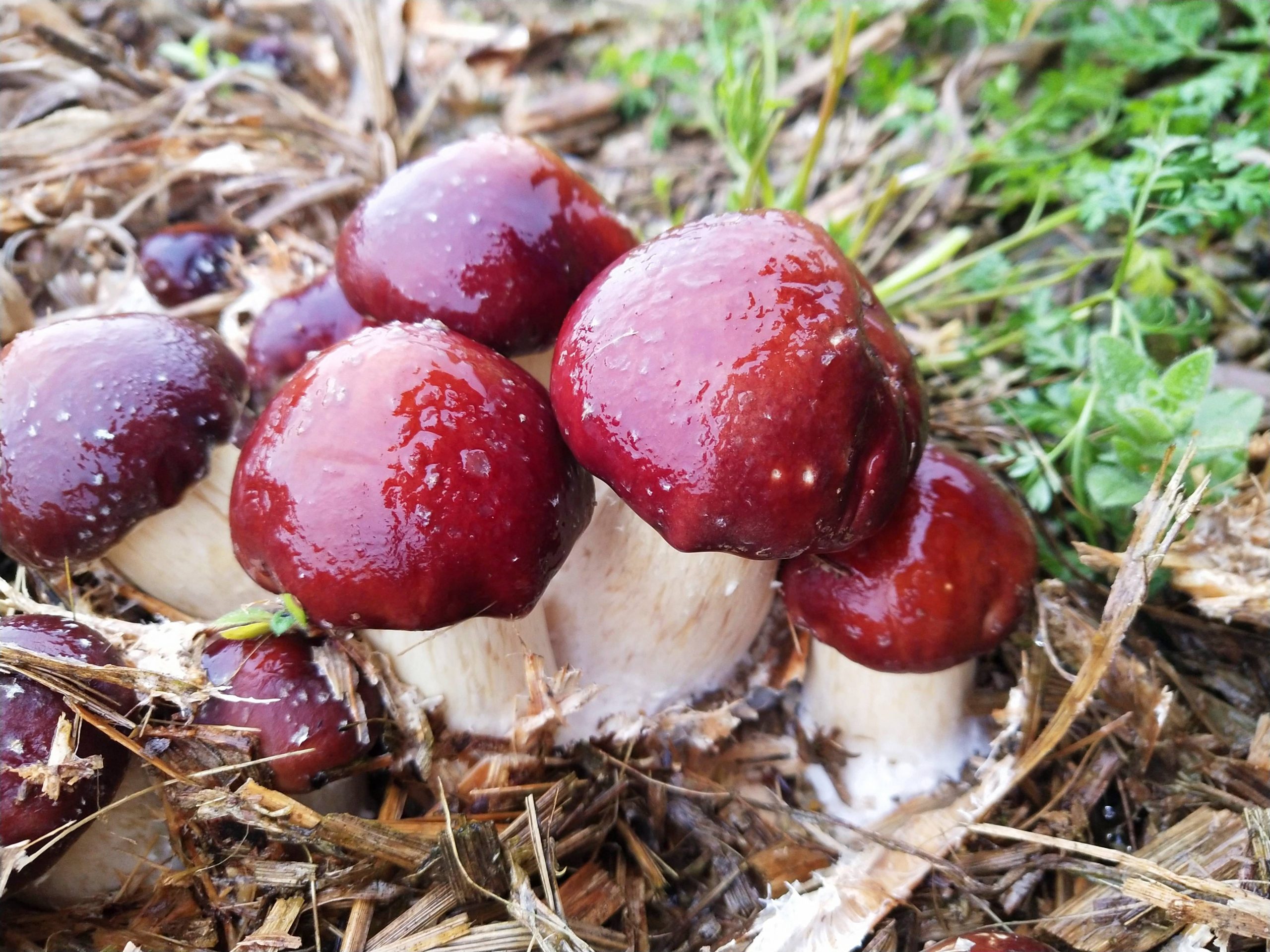 農閑稻田種植大球蓋菇 讓秸稈“變廢為寶”