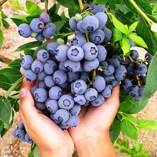 藍(lán)莓不開(kāi)花怎么回事?