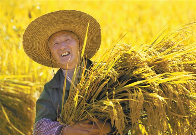 蘇州市全面推進(jìn)秋收秋種秋管