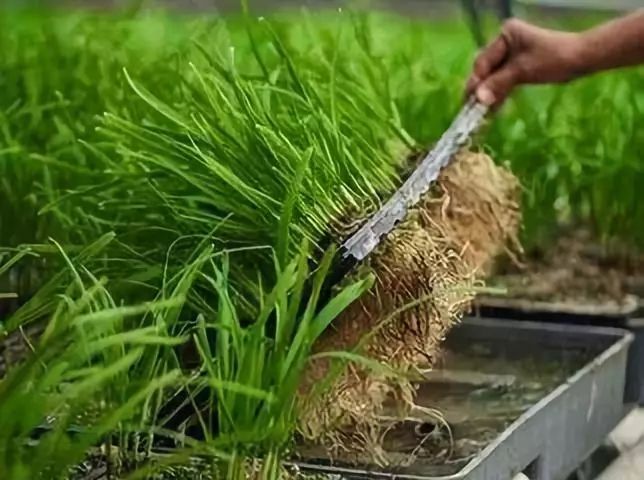 韭菜育苗的技術要點