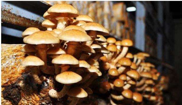 食用菌種植的高產技術