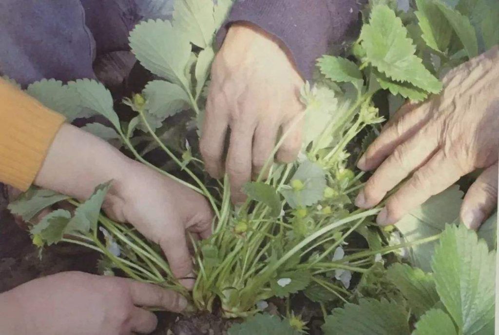 草莓側(cè)芽要不要去除