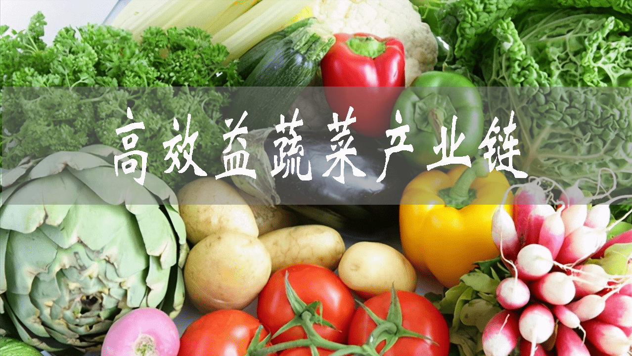 豐盈粵港澳大灣區“菜籃子” 湖南江永形成高效益蔬菜產業鏈