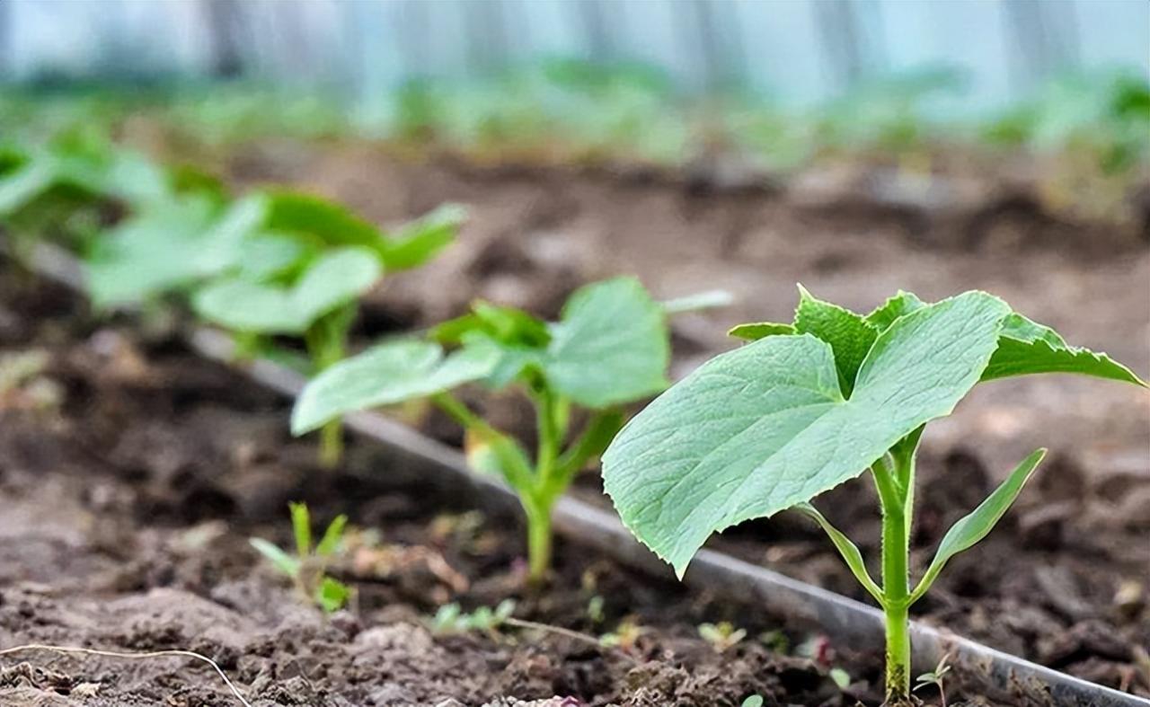 水肥一體化技術優勢